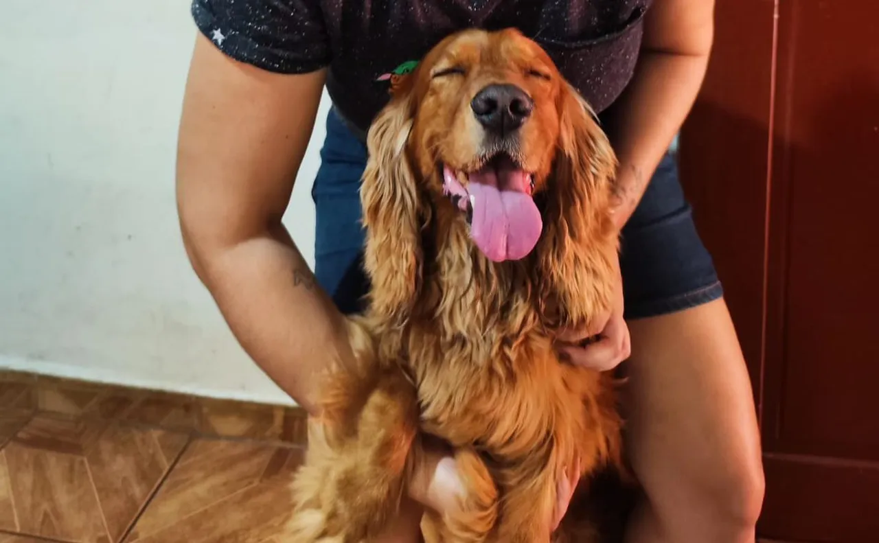 Filhotes de Cocker Spaniel
