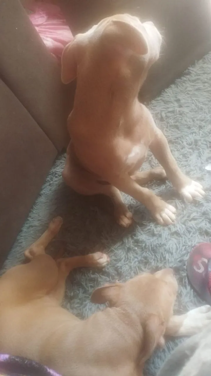 Vende-se casal de Pit Bull