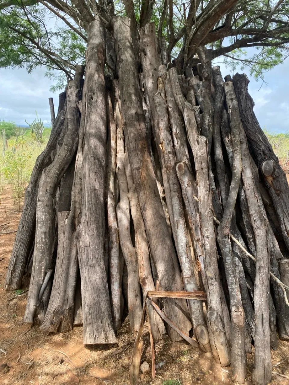 Estacas e mourões de algaroba - Foto 2