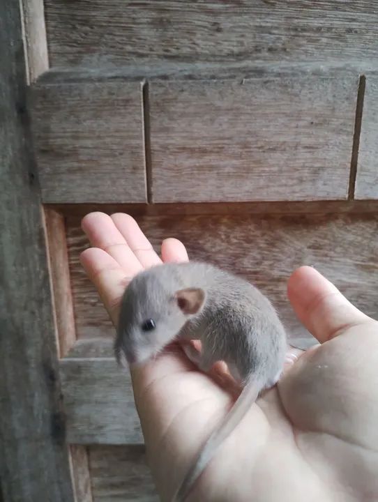 Ratinhos Twisters Dumbos  - Foto 4