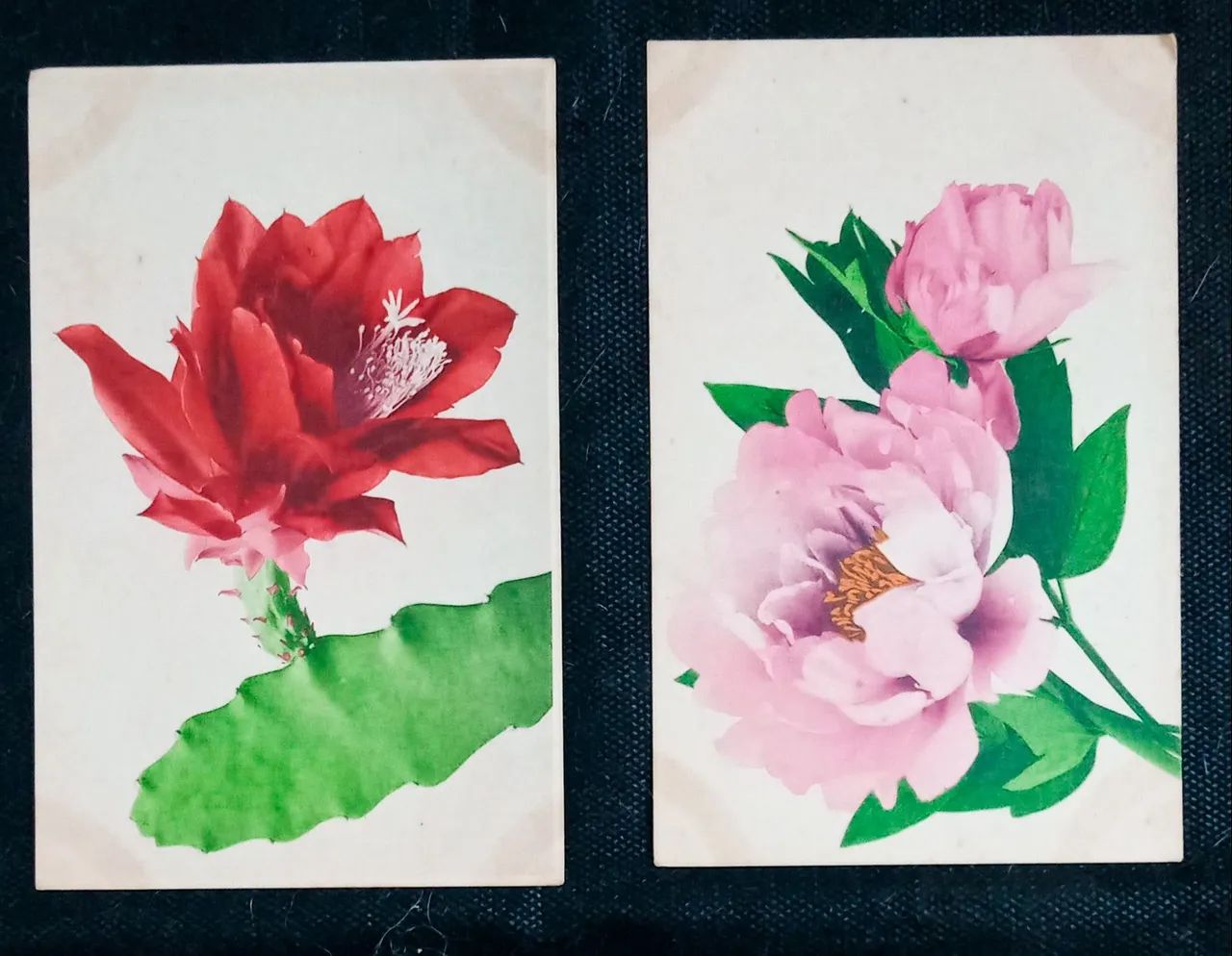Coleção 10 Postais início do século xx Florais - Foto 5