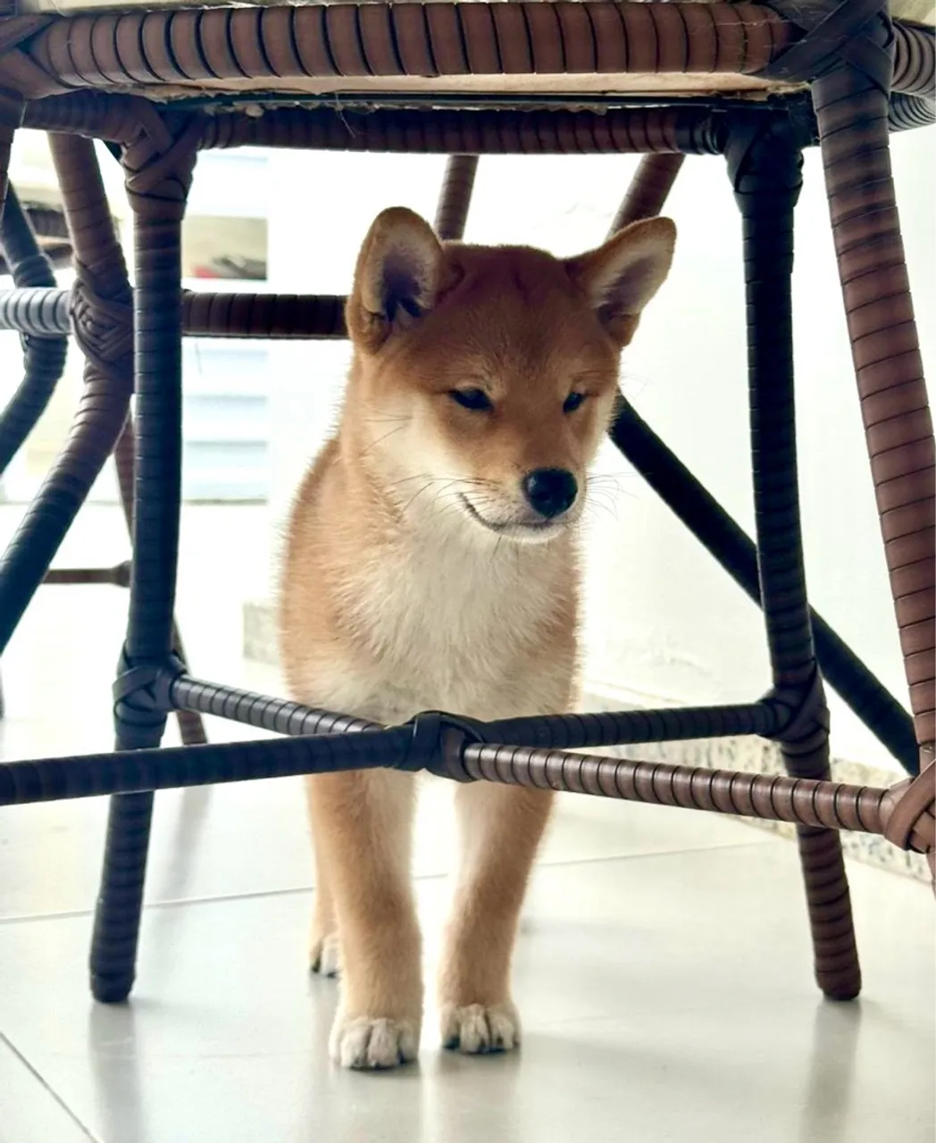 Filhote de Shiba Inu