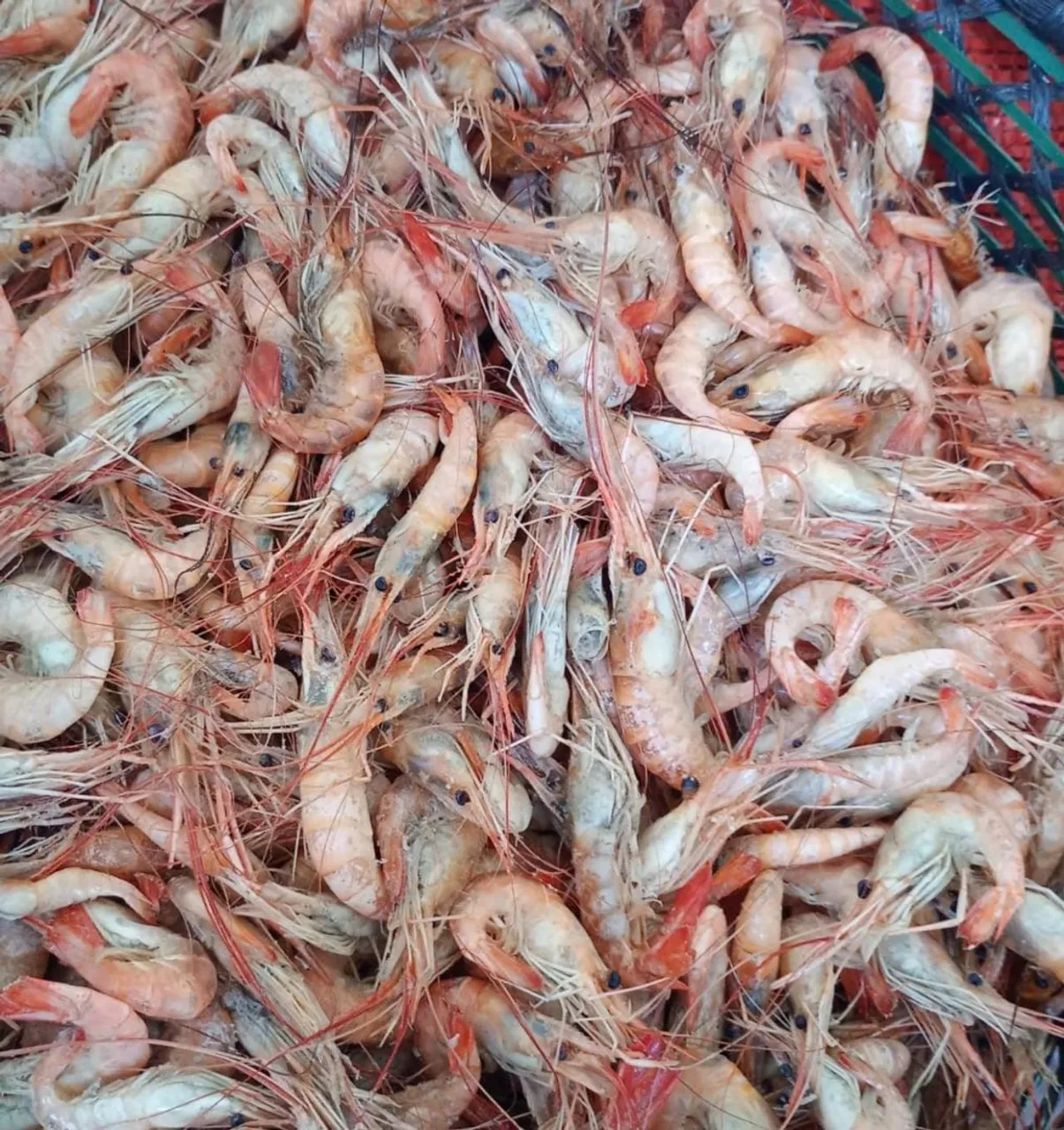 Camarões Frescos e Deliciosos - Direto do Mar!