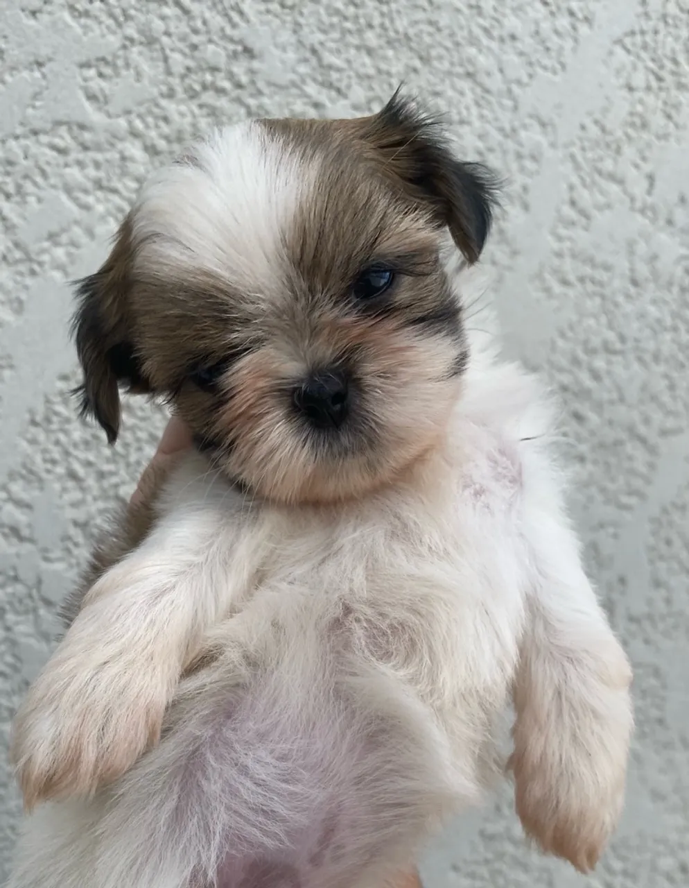 Shih Tzu Fêmea
