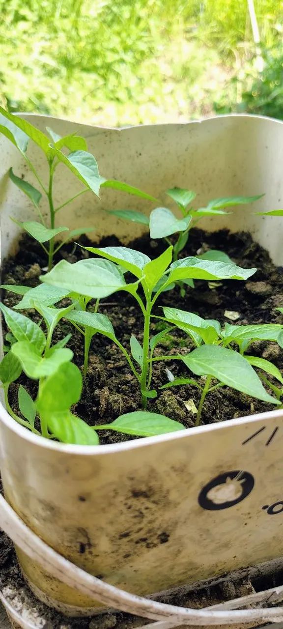 Mudas de Pimenta - Foto 5