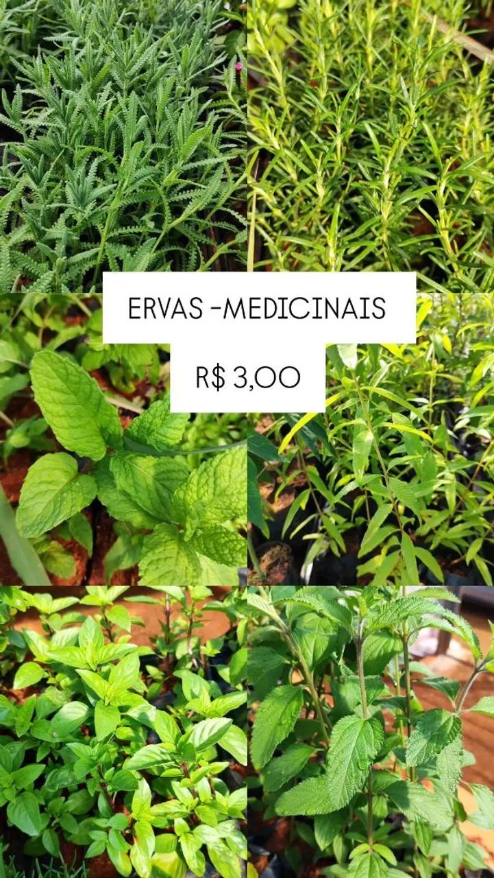 MUDAS DE HORTA ,FRUTOS,ORNAMENTAIS, ADUBOS E ERVAS MEDICINAIS  - Foto 2