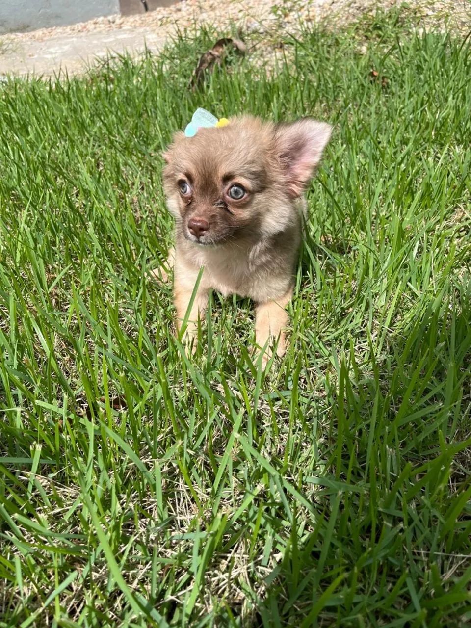 Fêmea chihuahua disponível a pronta entrega! - Foto 2