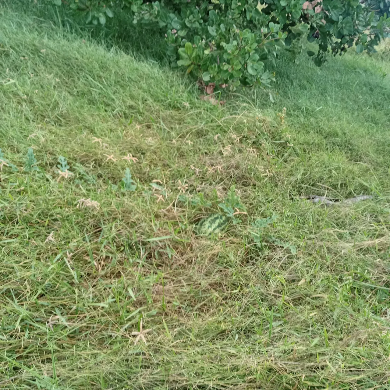 Excelente Granja com 7.5 hectares na região de Ceará Mirim