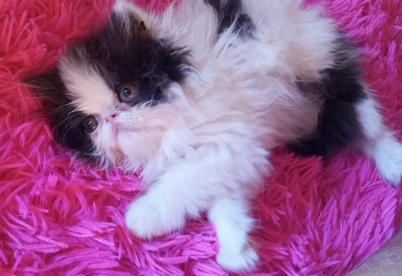 Super Promoção Filhote Gatinho Macho Persa Show Frajola