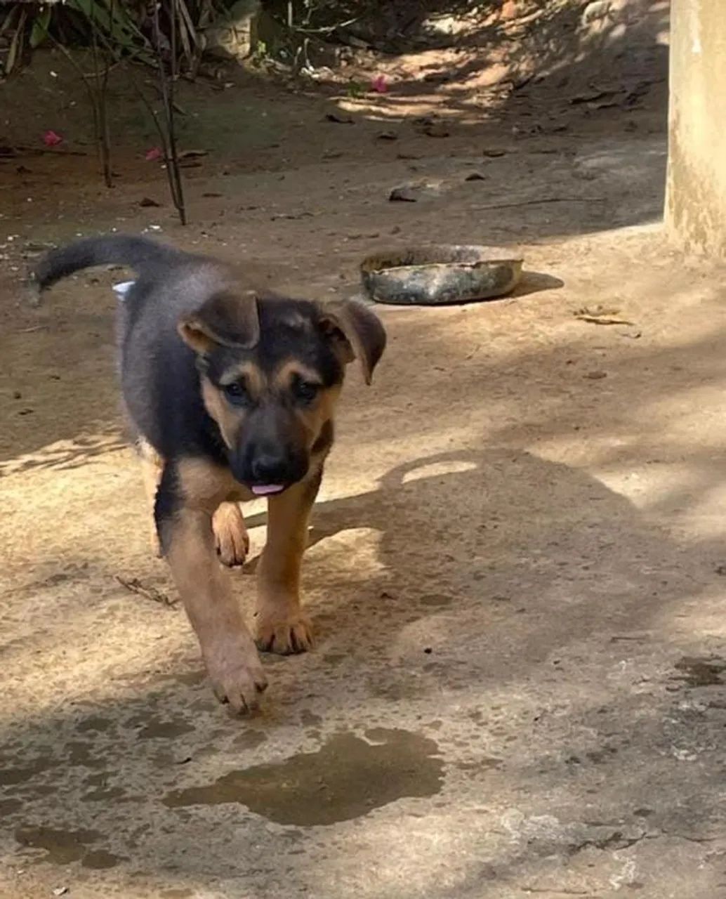 Filhote de cachorro - Foto 3