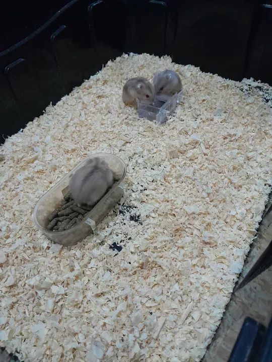 Filhotes de hamster anão russo. - Foto 6