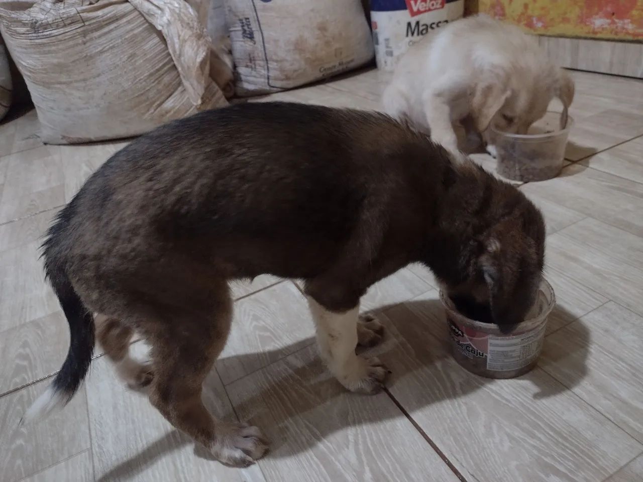 Doação de filhotes  - Foto 4