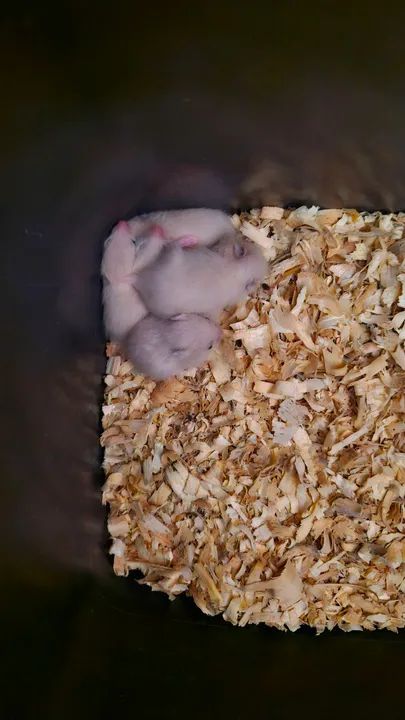 Filhotes de hamster sírio