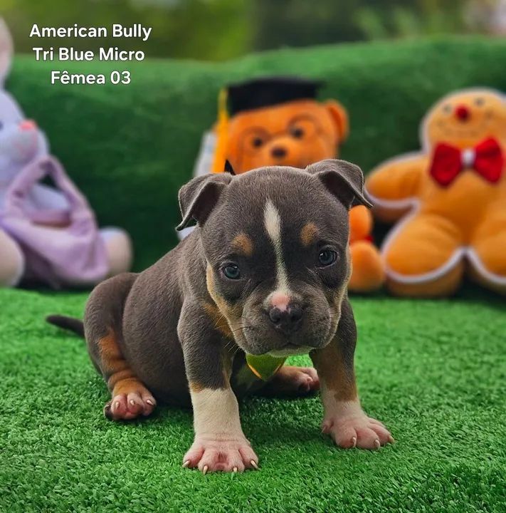 American Bully  Micro a partir 2500,00 - Foto 3