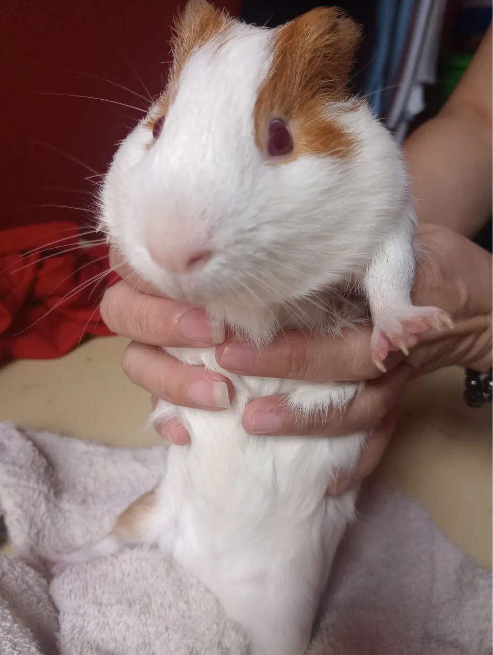 Porquinho da índia  - Foto 2