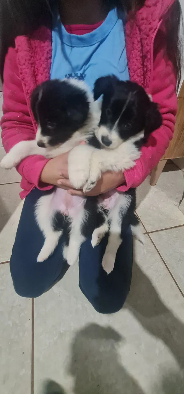 Filhotes Border Collie para Venda