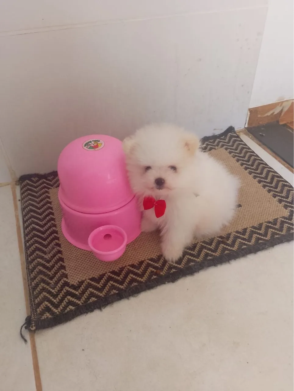 Lulu-da-pomerânia