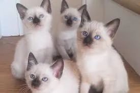 gatinhas de olhos Azul