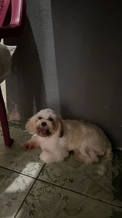 Filhote de Shih Tzu - Foto 2