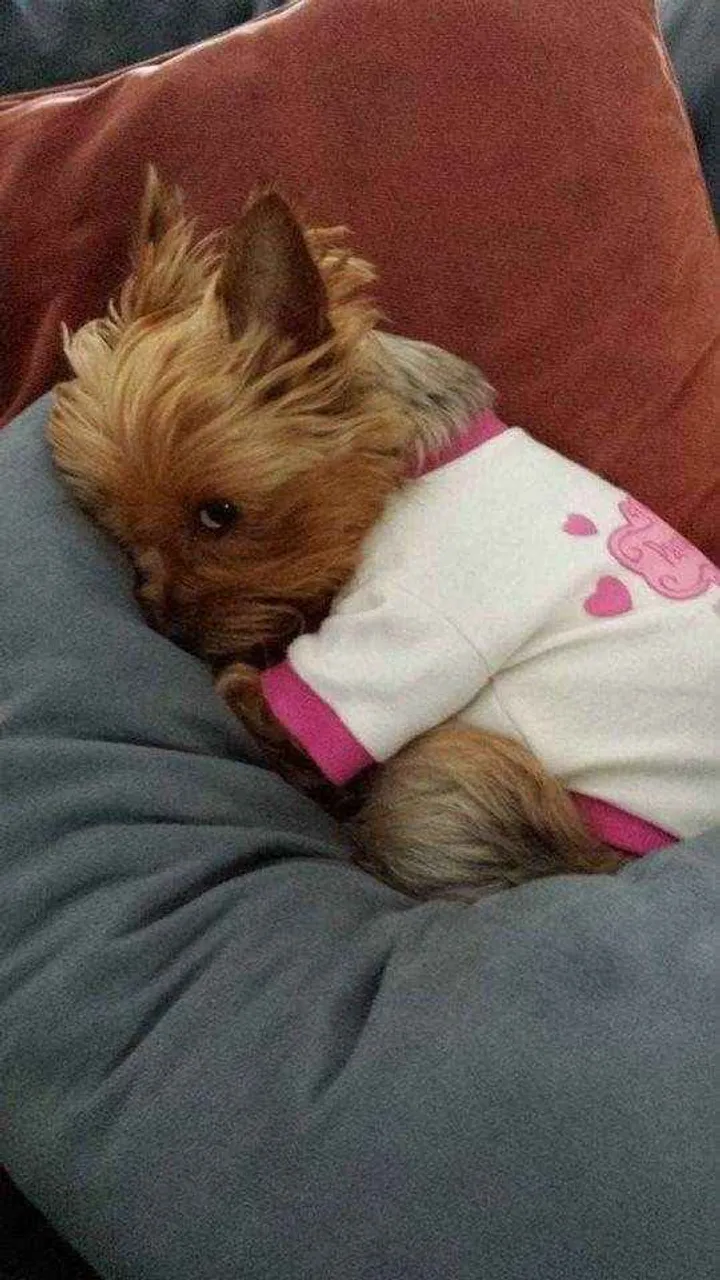 Filhote Yorkshire Terrier, Felicidade Tem Nariz Gelado e Um Rabinho Abanando!
