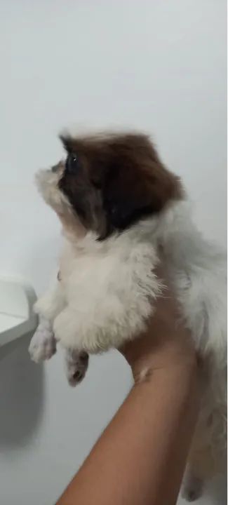 Shitzu femea e macho  - Foto 4