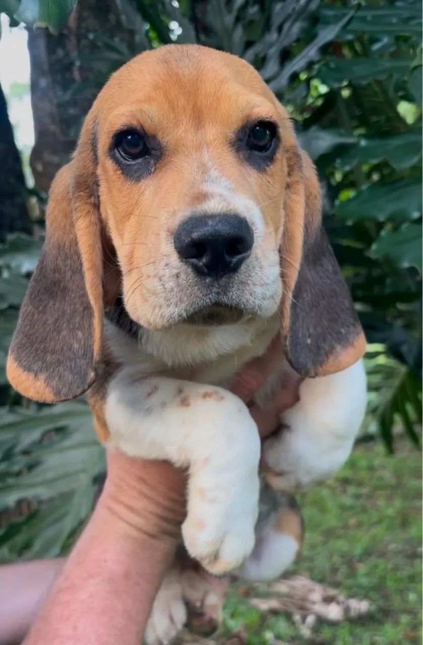 Beagles Vacinados 