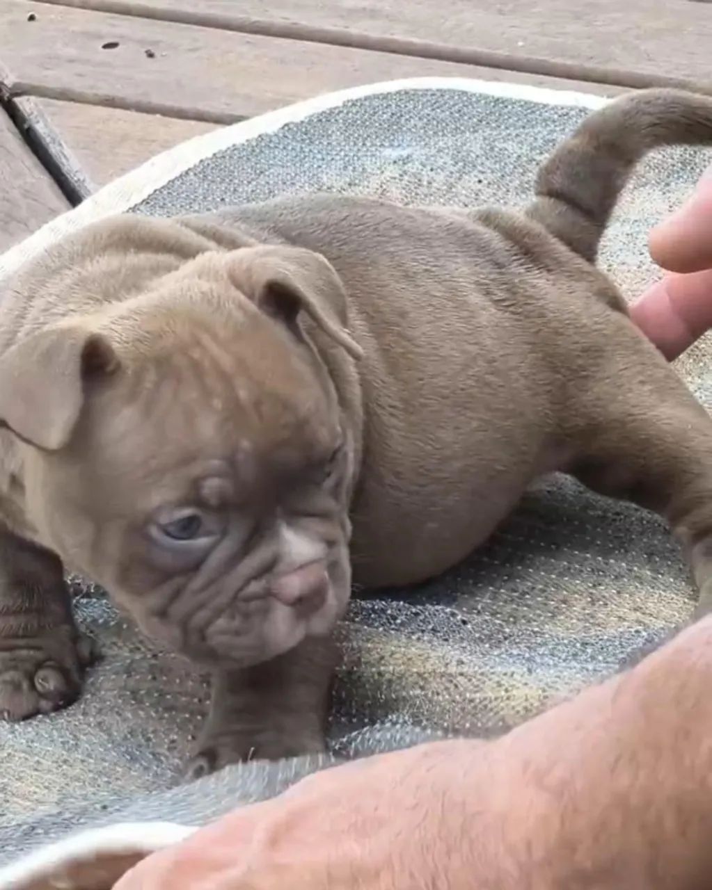 Genética Apurada em American Bully micro - Chame no WhatsApp para Saber Mais - Foto 5