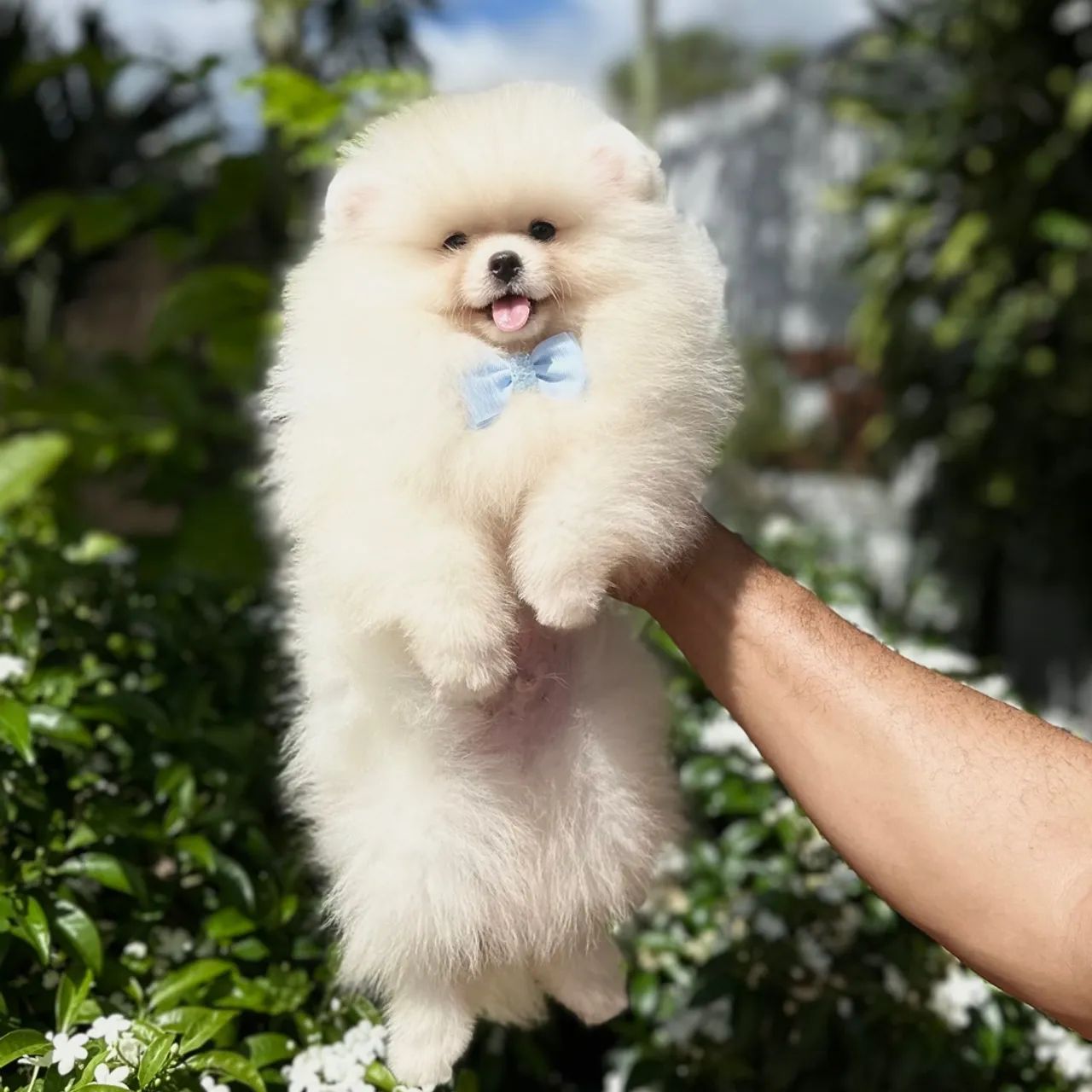 Spitz alemão anão Branco Baby Face