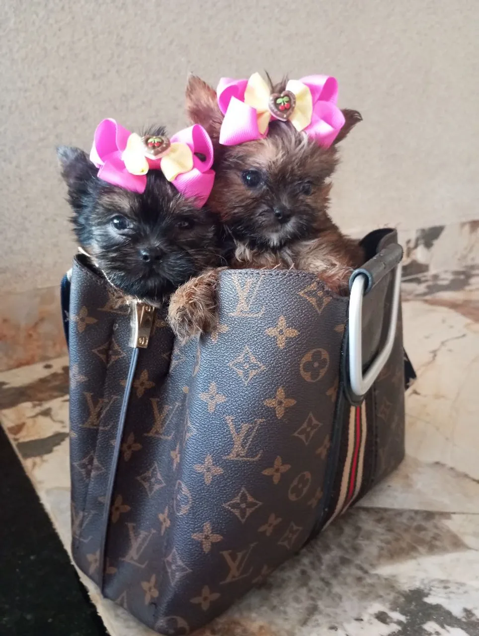 YORKSHIRE MICRO DE BOLSA PEDIGREE CBKC