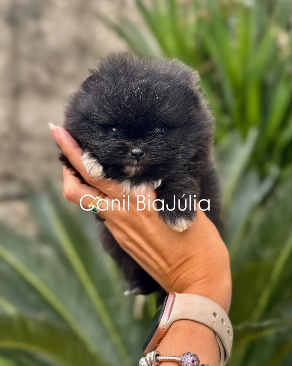 Spitz Alemão/Lulu da Pomerania - Fêmea - Preta