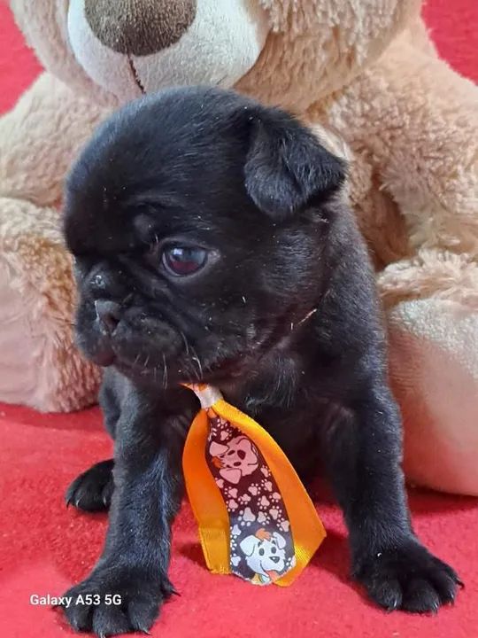 Seu novo companheiro de aventuras, filhote de Pug disponível!