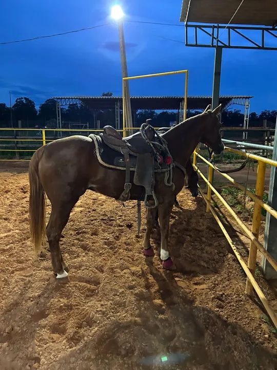 Égua quarto de milha  - Foto 2