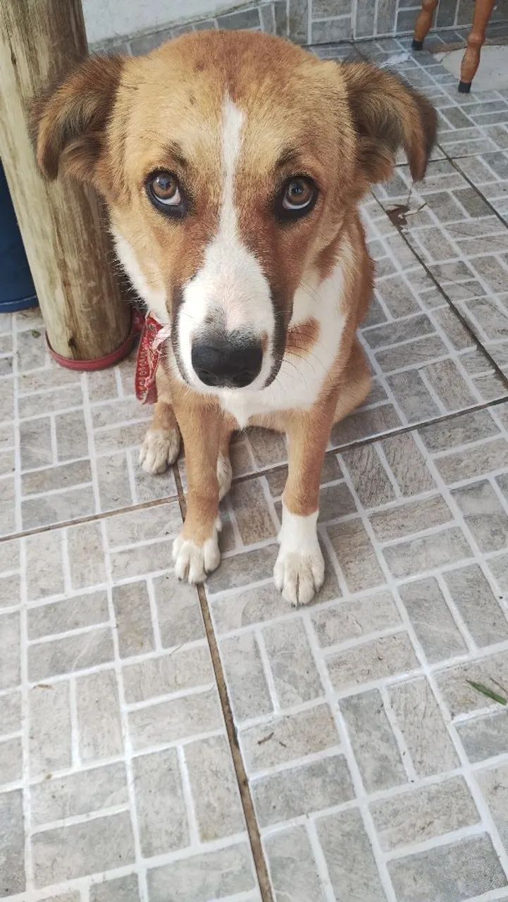 Cachorro SRD adoção  - Foto 2