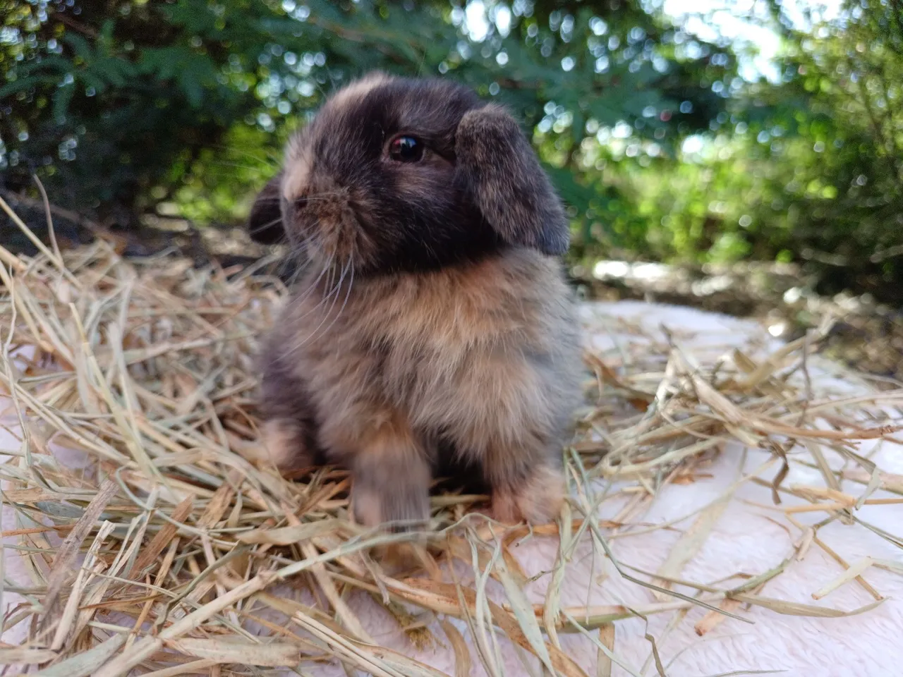 Mini Lop coelhos