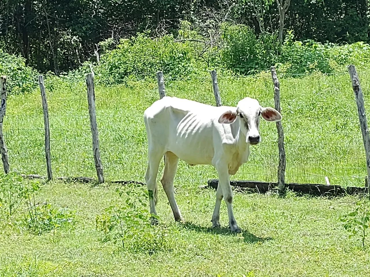 Garrotas de recria  - Foto 3