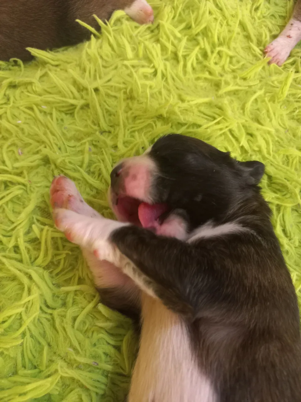 Vendo filhotes de cachorro boxer.