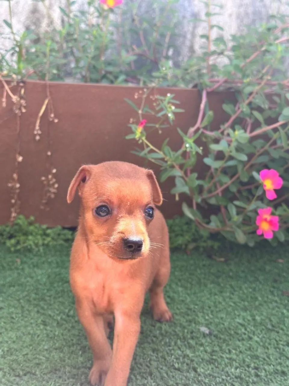 Filhote de Pinscher Miniatura
