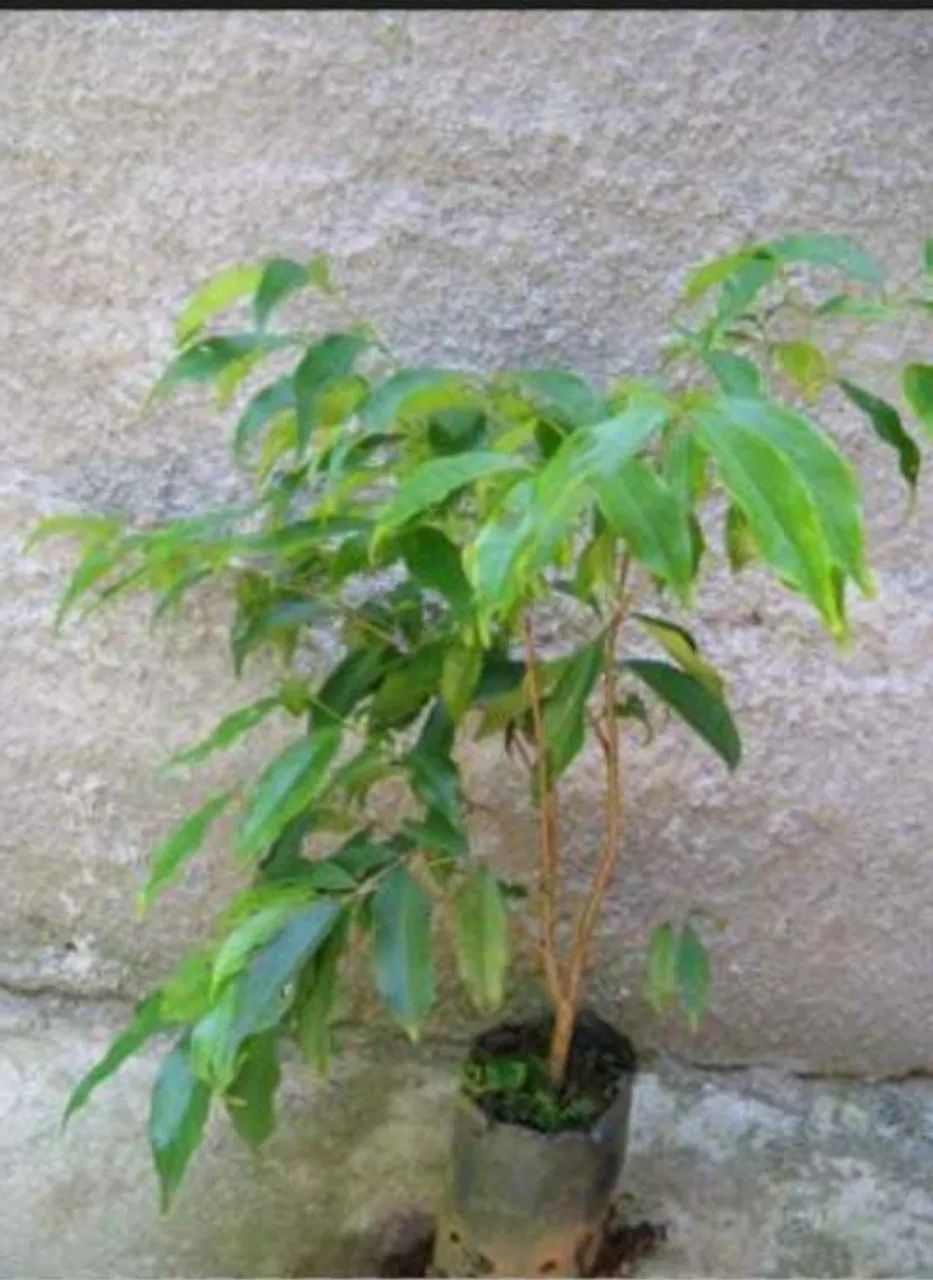 Mudas frutíferas  - Foto 3