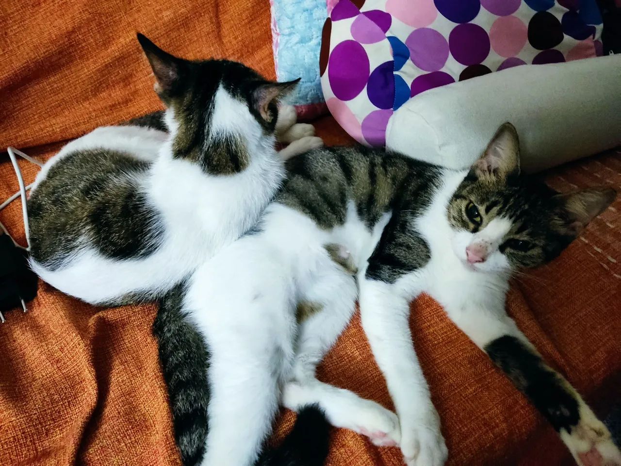 Gatas Fêmeas Castradas - Foto 2