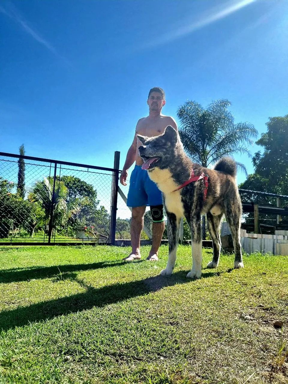 Akita Inu- Padrão Excepcional da Raça  - Foto 3