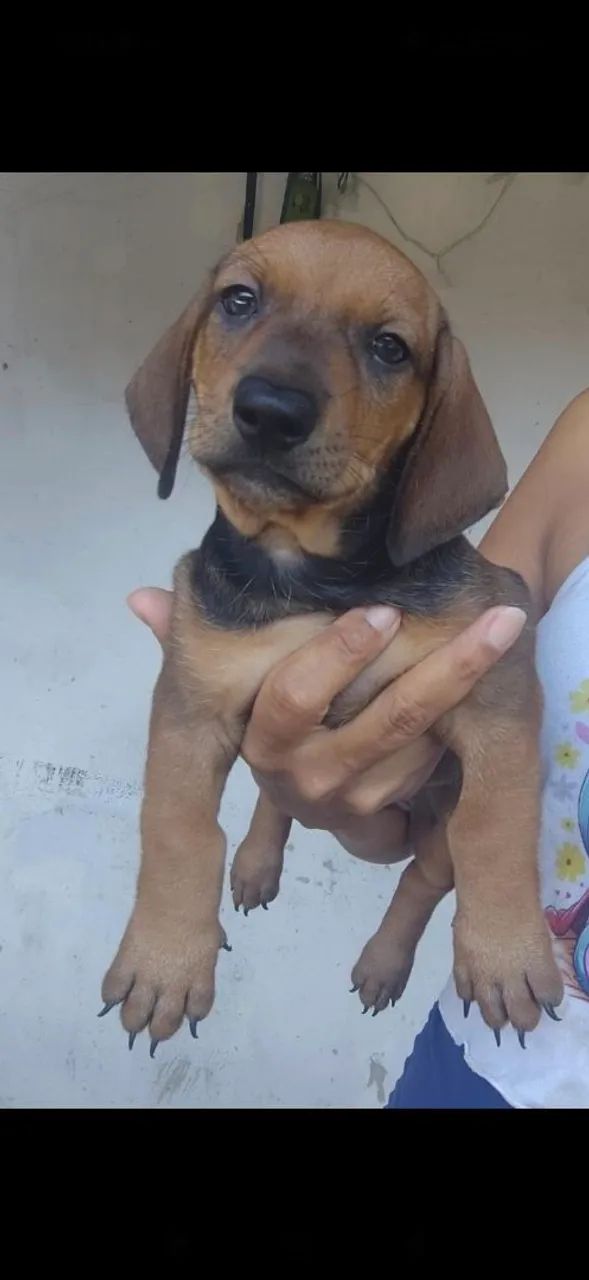 Filhotes de Salsicha (Dachshund) - Foto 2