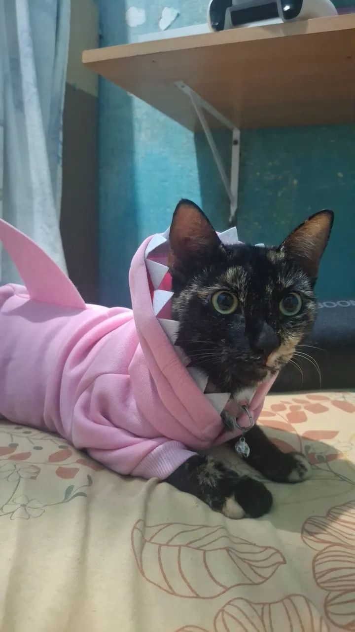 Doa-se essa linda gatinha - Foto 3