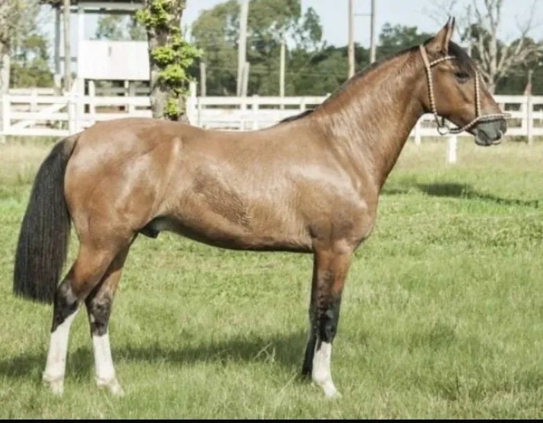 Doando cavalo 