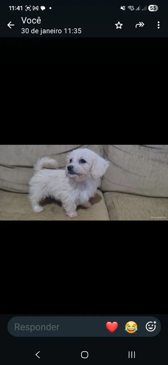 Poodle 