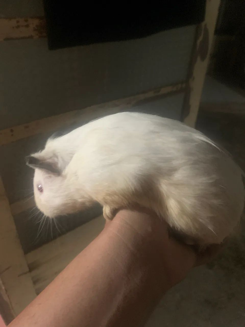 Vende-se porquinho da índia inglês Albino  - Foto 2