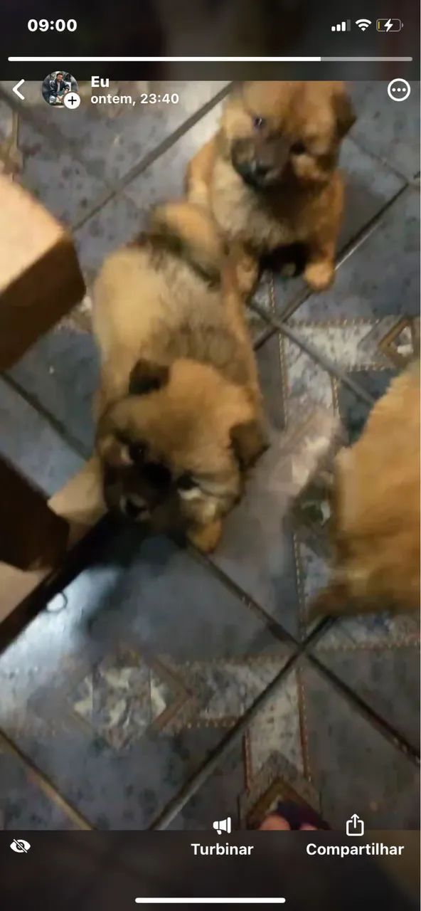 Chow Chow - Foto 2