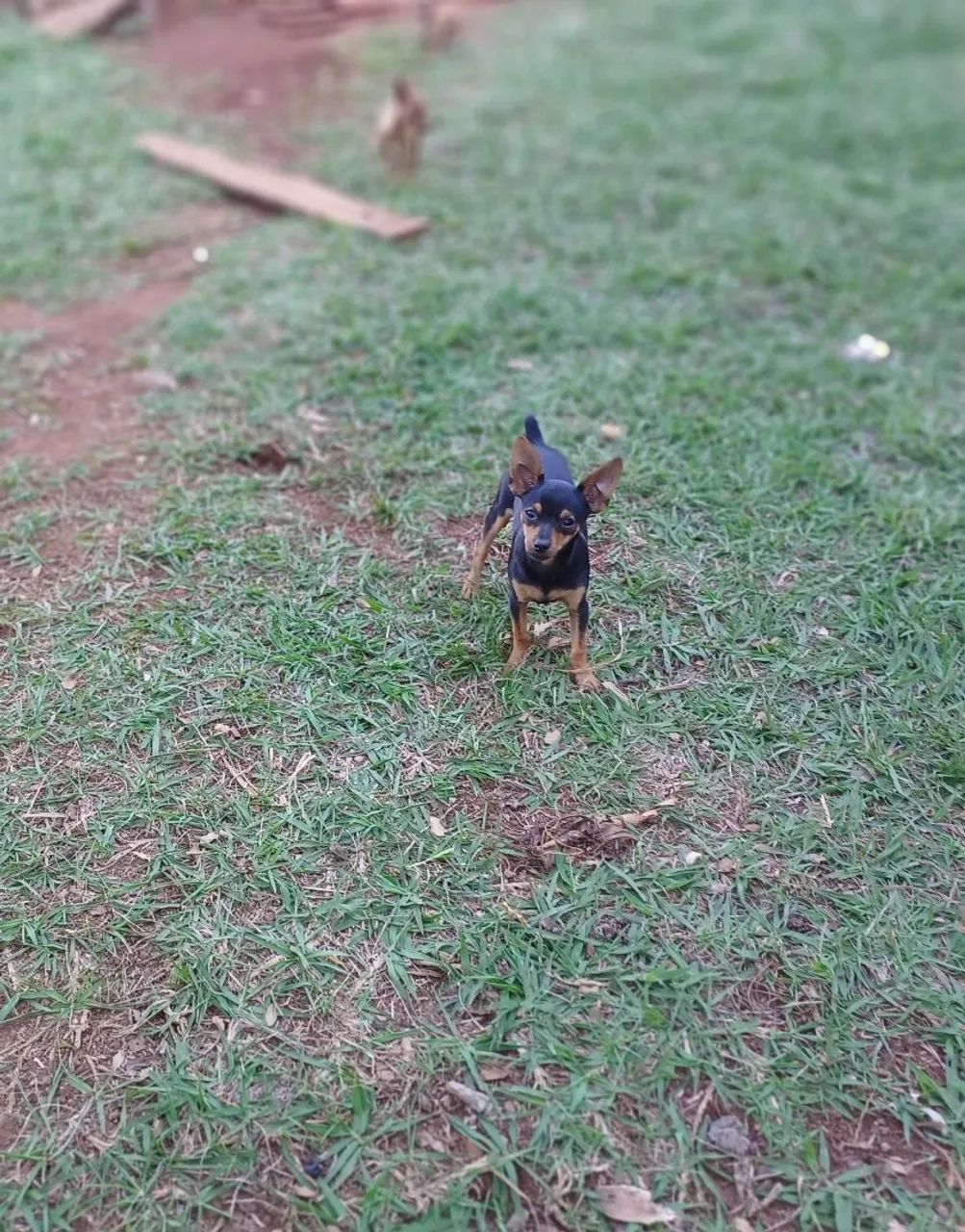 Pinscher macho (Divido no cartão) - Foto 4