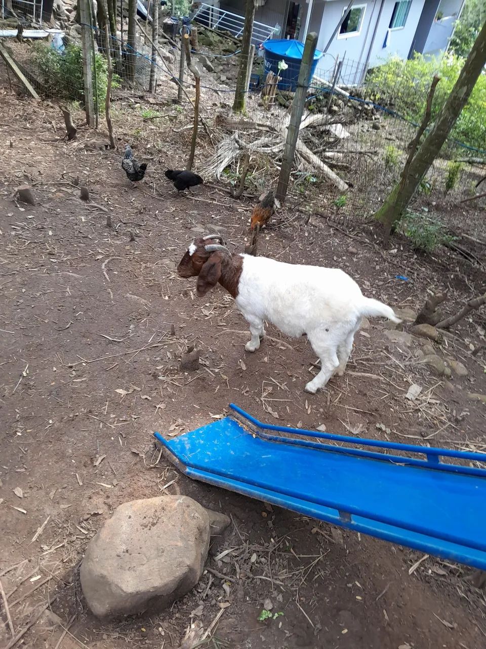 Cabra boer pura  - Foto 2