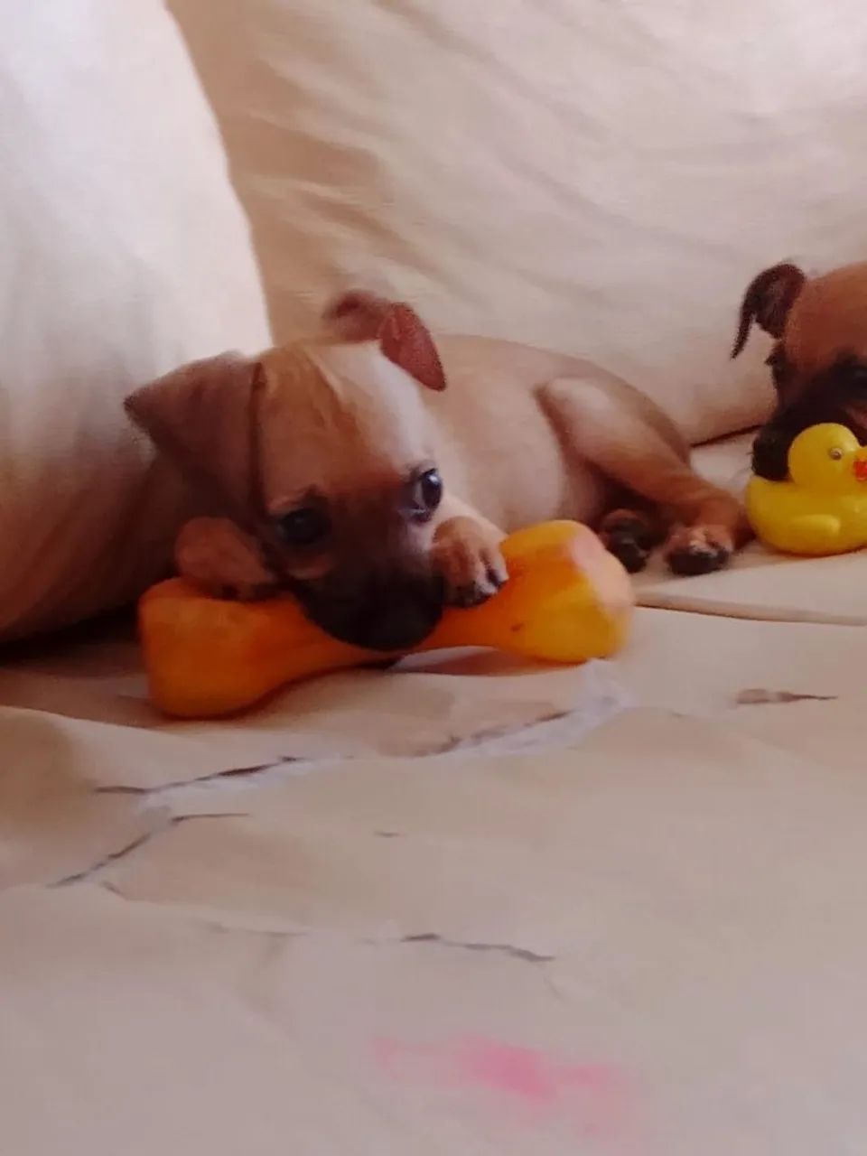 Adoção de cachorros  - Foto 3