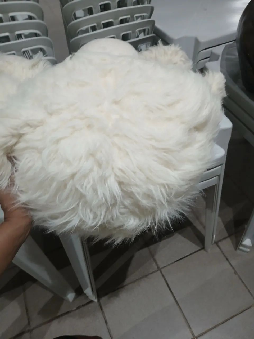 Urso grande - Foto 5